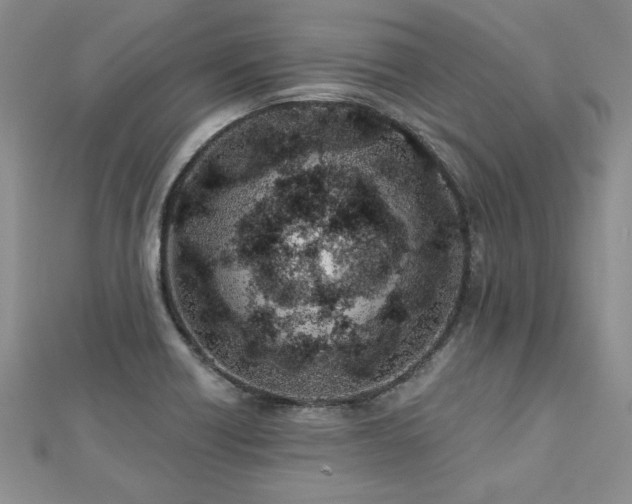 X0000112541418200908171433