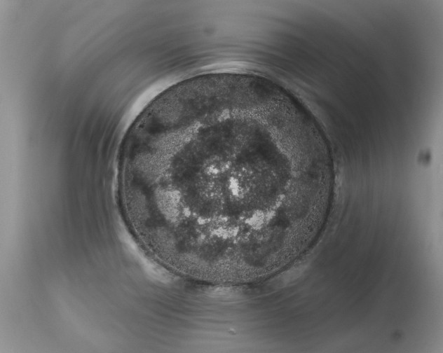 X0000112541418200908311435