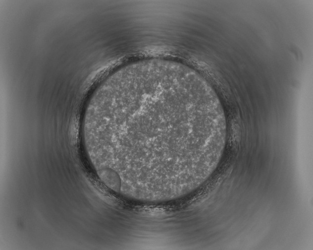 X0000112540640200909281100
