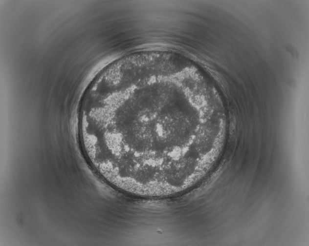 X0000112541418200909281050