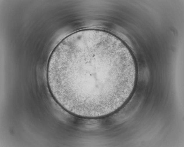 X0000112721338200908201240
