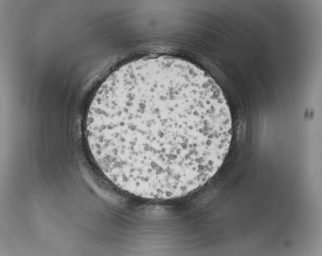 X0000112720254200910011139