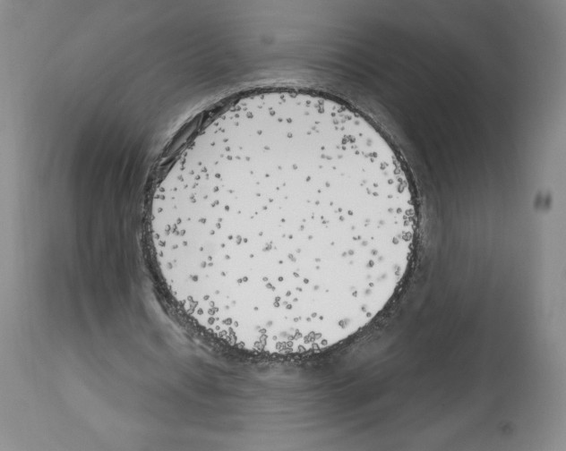 X0000112720434200910011136