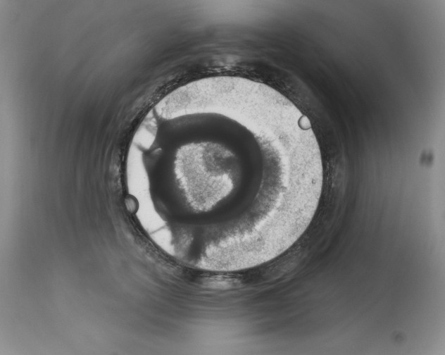 X0000112720754200910011131