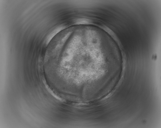 X0000112731337200909101442