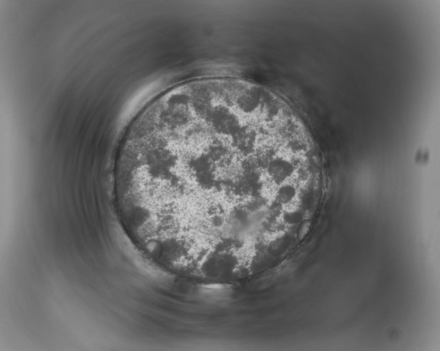 X0000112730053200910011206