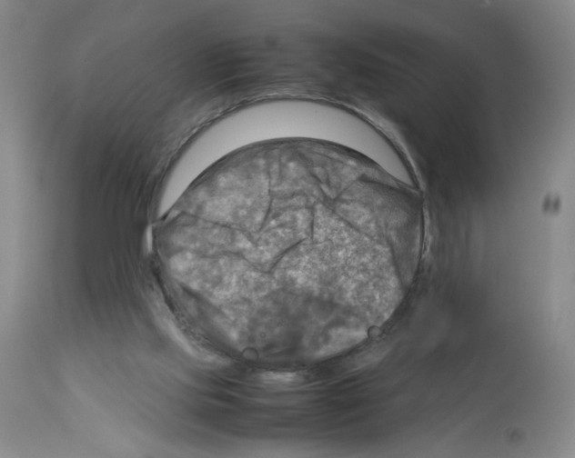 X0000112730061200910011207