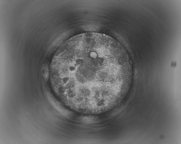 X0000112730069200910011207