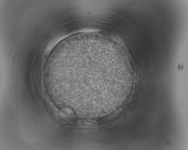 X0000112730337200910011202