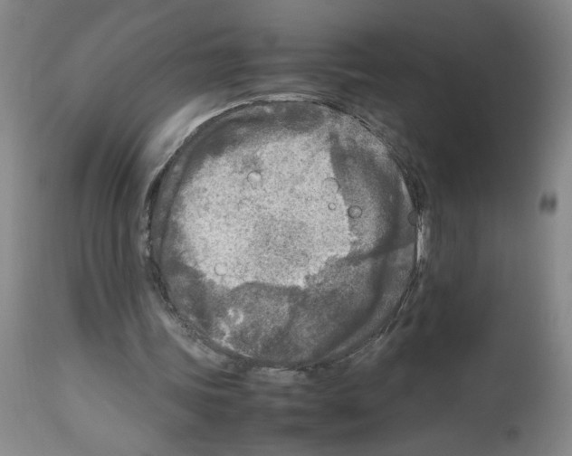 X0000112730339200910011202