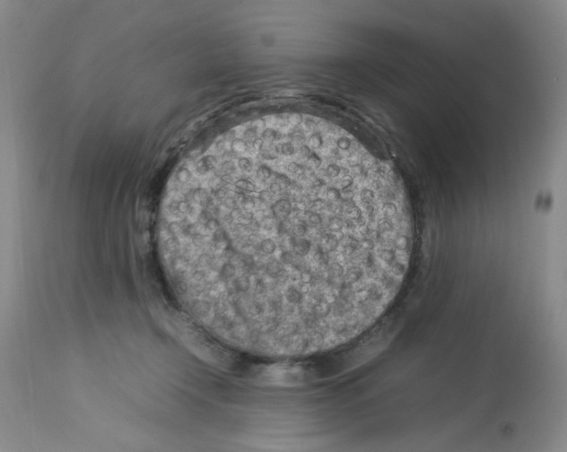 X0000112730366200910011202