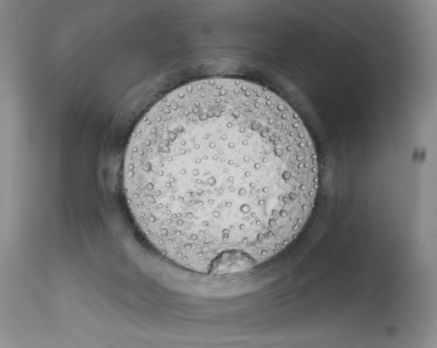 X0000112740026200910011231