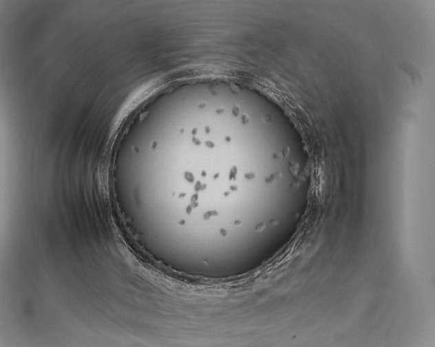 X0000112750004200909031536