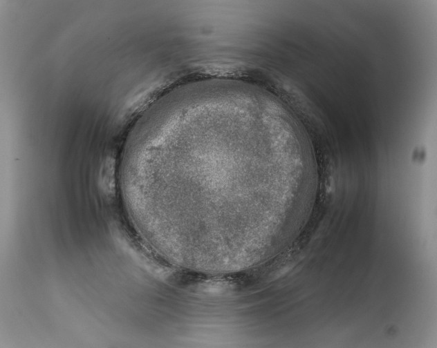 X0000112750696200909101540