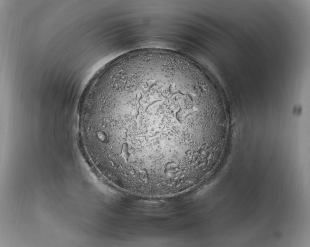 X0000112751125200909101533