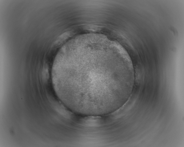 X0000112750128200910011203