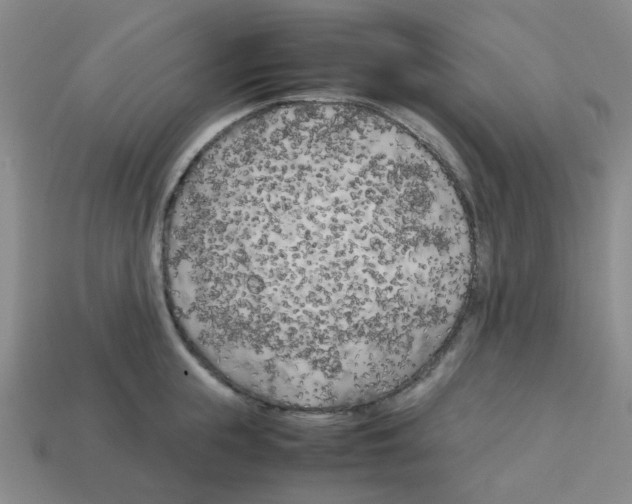 X0000112750855200910011152