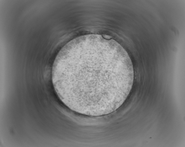 X0000112760036200910011225
