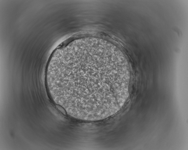 X0000112760100200910011224