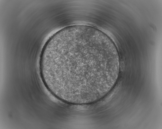 X0000112760995200910011212