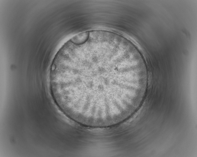 X0000112761048200910011211