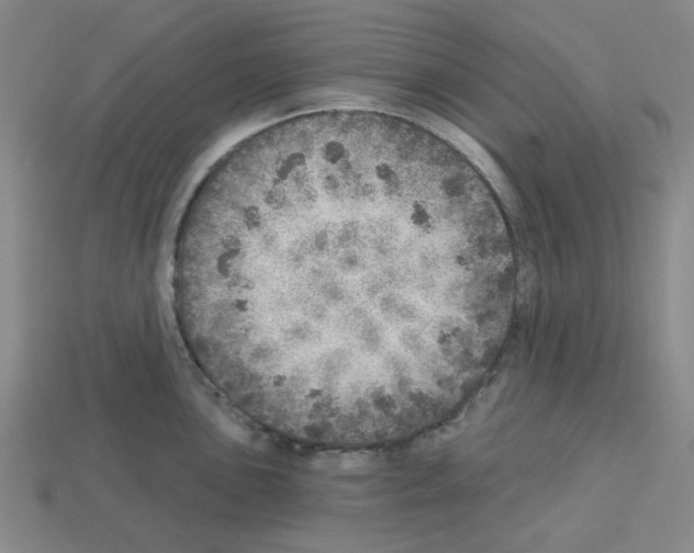 X0000112761051200910011211