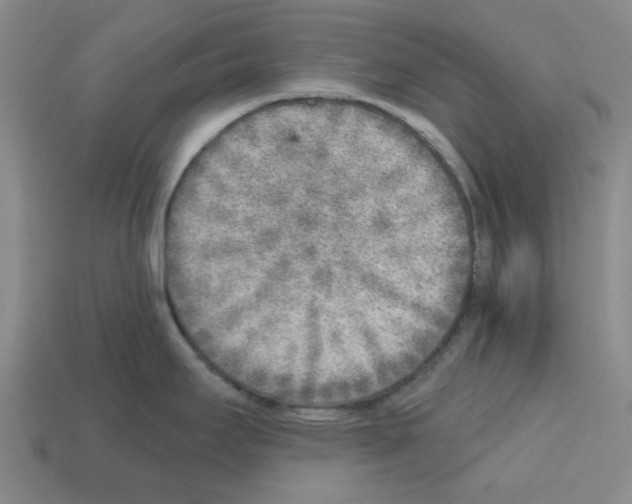 X0000112761295200910011208