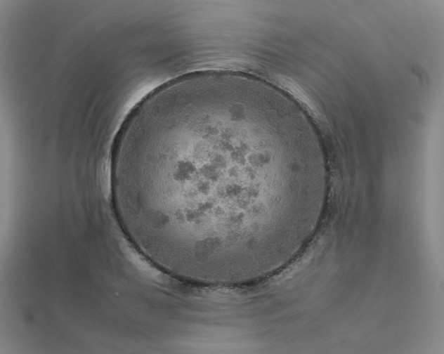 X0000112771079200908201501