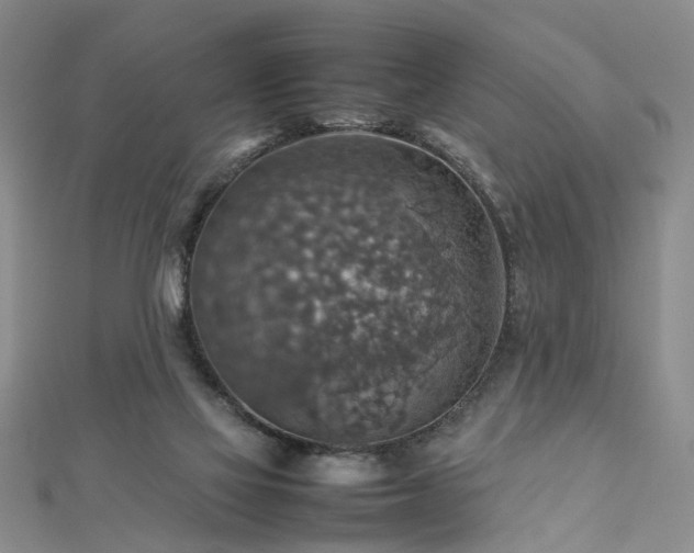 X0000112770069200908271650