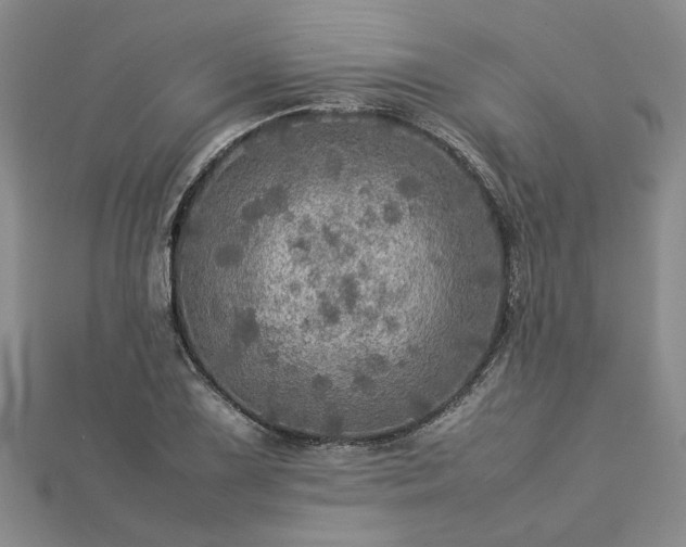 X0000112771075200908271636