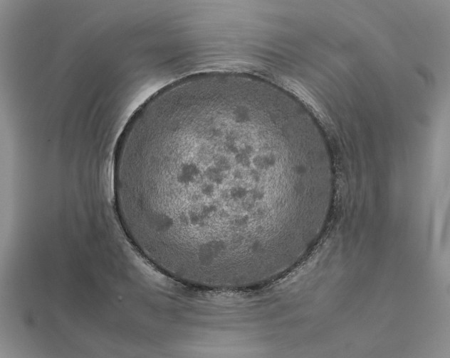 X0000112771079200908271636