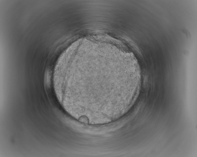 X0000112770026200910011246