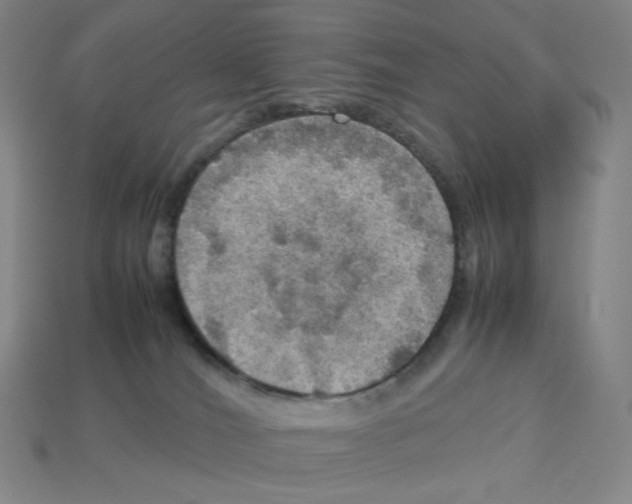 X0000112770036200910011246