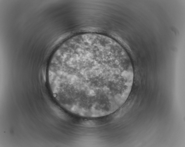 X0000112770062200910011245