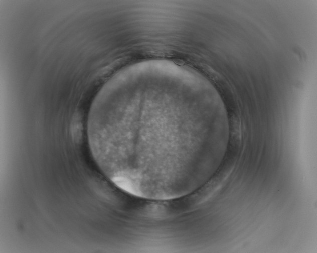 X0000112770080200910011245