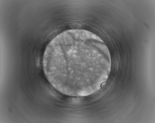 X0000112770134200910011244