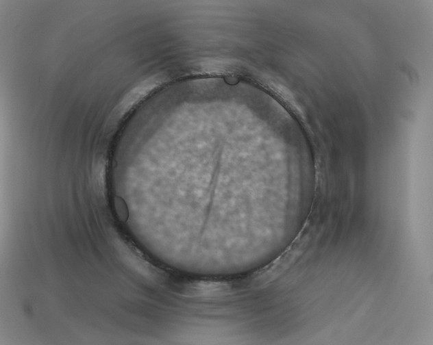 X0000112770154200910011244