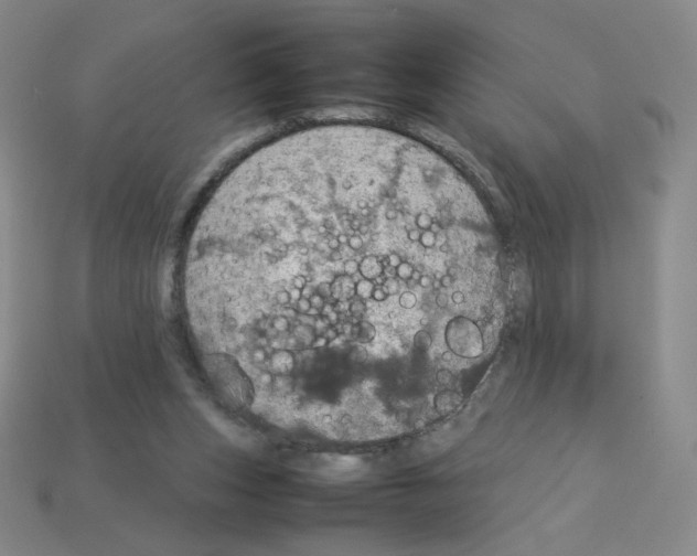 X0000112770159200910011244