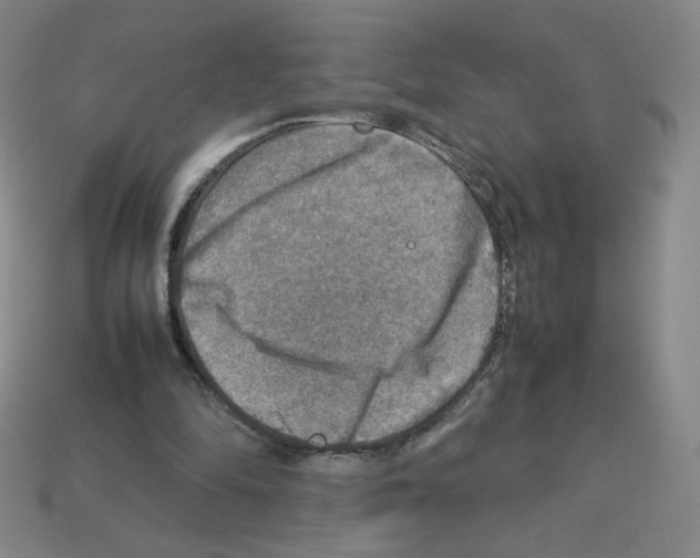 X0000112770294200910011242