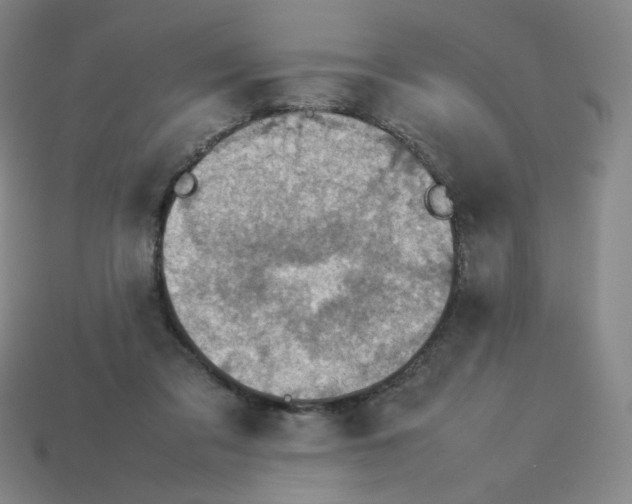 X0000112770309200910011242