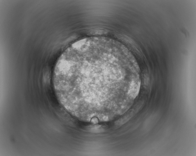 X0000112770326200910011242