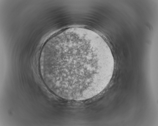 X0000112770337200910011241