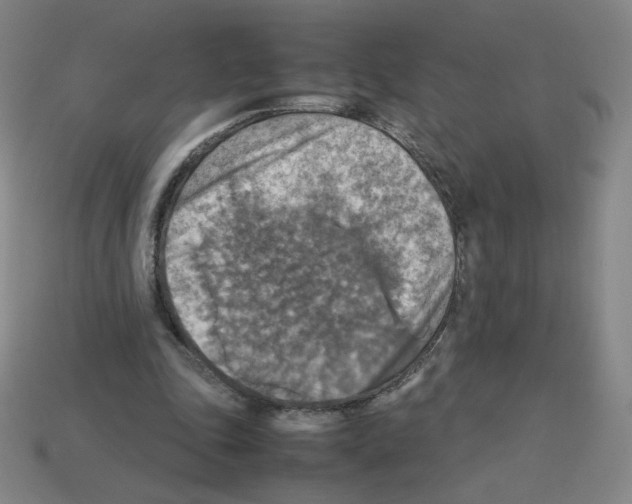 X0000112770343200910011241