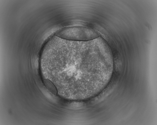 X0000112770350200910011241