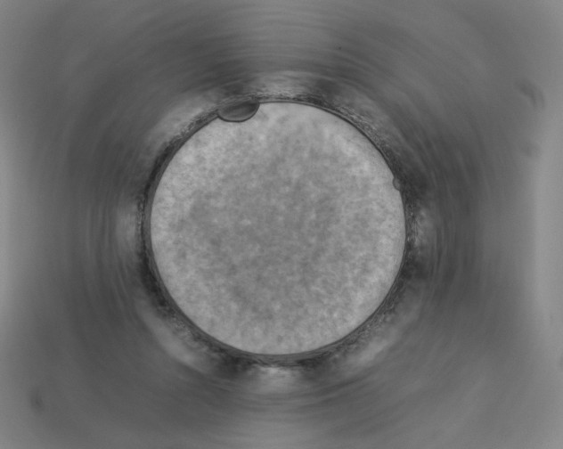 X0000112770352200910011241