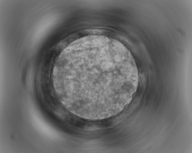 X0000112770381200910011242