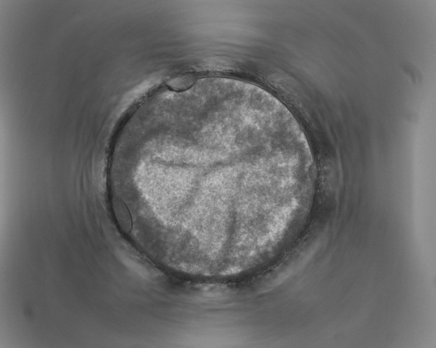 X0000112770395200910011241