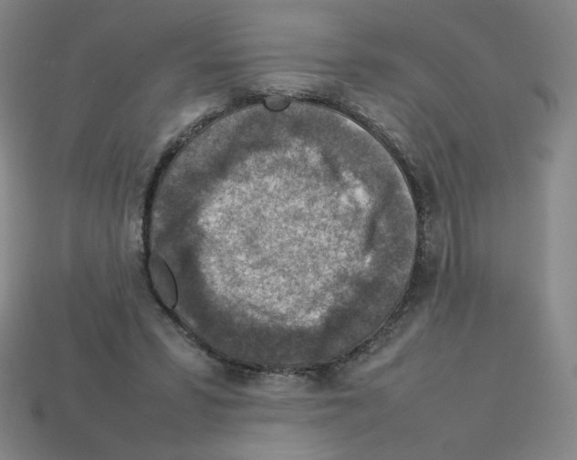 X0000112770399200910011241