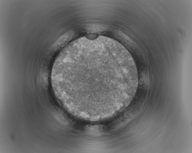 X0000112770452200910011240