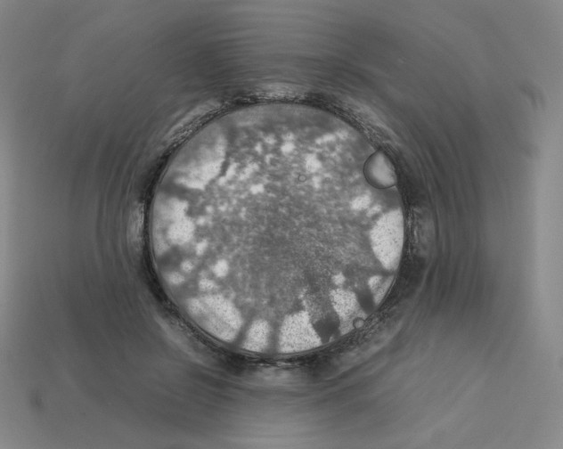 X0000112770550200910011239